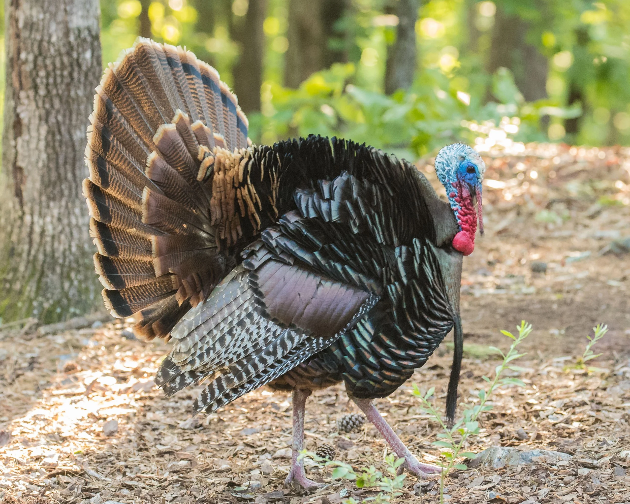 Wild turkeys Strut Their Stuff — HSV Audubon